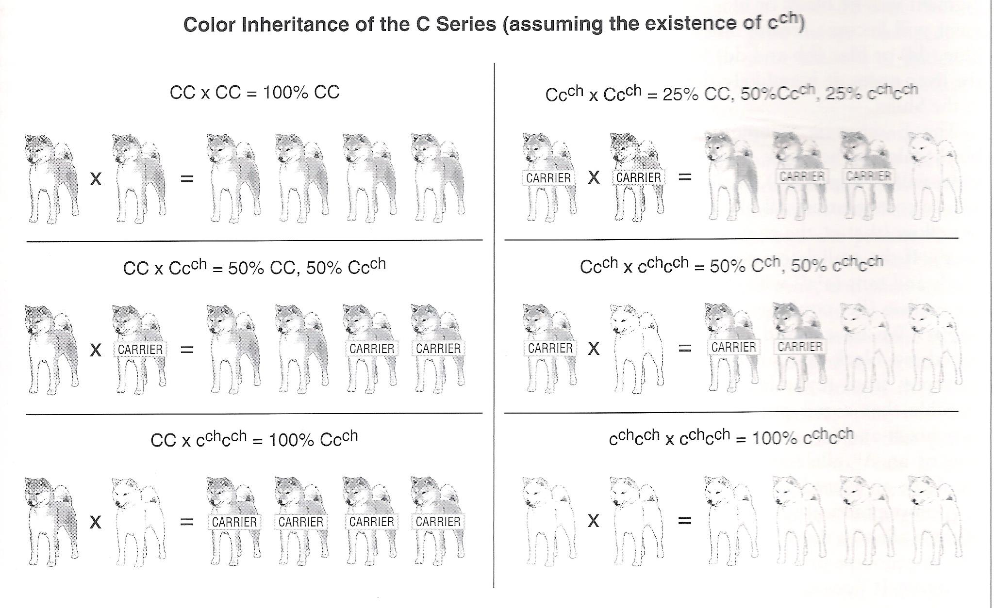 Shiba Inu Color Chart