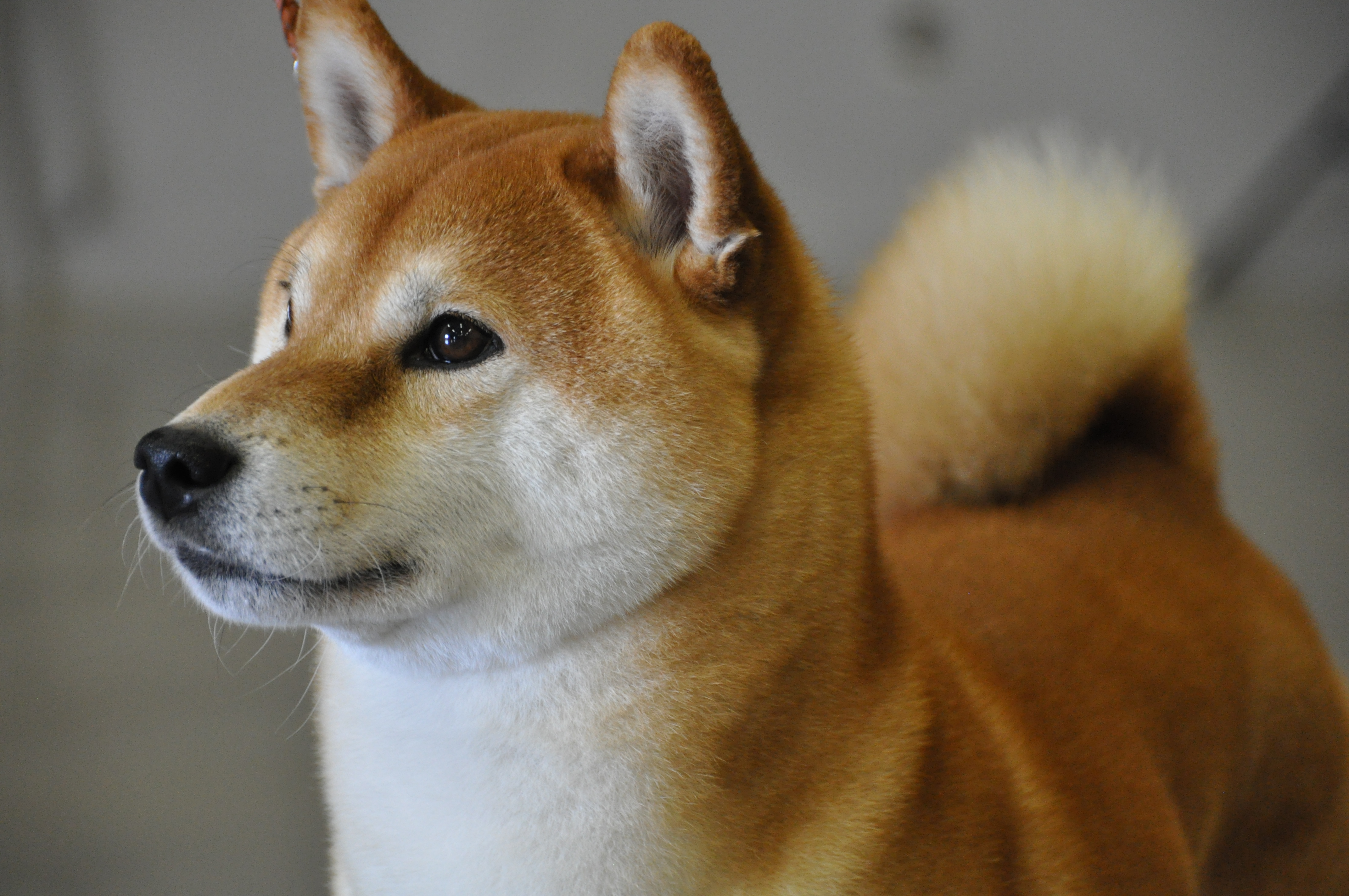 Компания сиба. Сиба ину. Сиба-ину породы собак. Японская сиба ину. Шиба сиба ину порода собак.