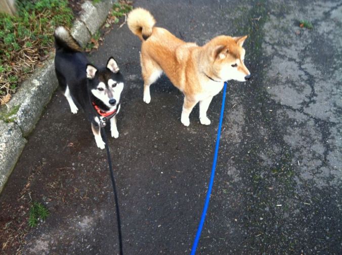 Rainey and Bria are available for adoption via Northwest Shibas 4 Life Rescue
